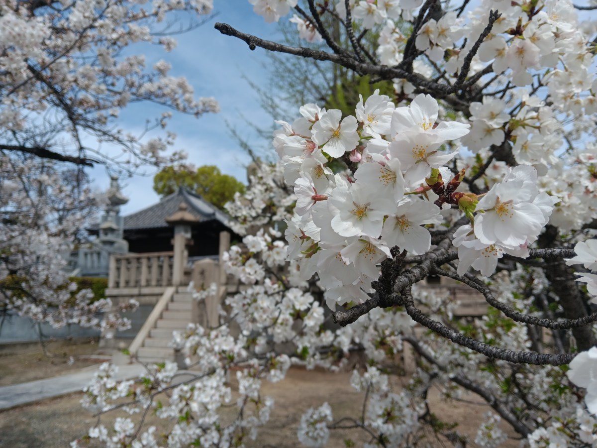 Osaka, Japan: Shitenno-ji Temple And&nbsp;Market